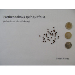 WINOBLUSZCZ Parthenocissus quinquefolia