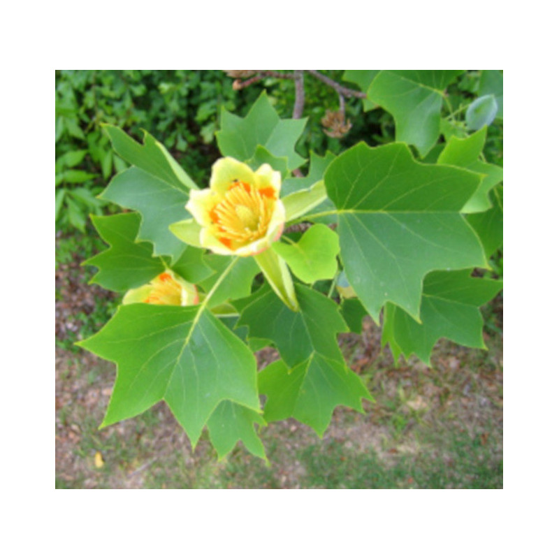TULIPANOWIEC AMERYKANSKI Liriodendron tulipifera