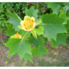 TULIPANOWIEC AMERYKANSKI Liriodendron tulipifera