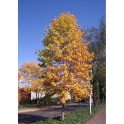 TULIPANOWIEC AMERYKANSKI Liriodendron tulipifera