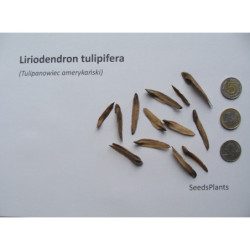 TULIPANOWIEC AMERYKANSKI Liriodendron tulipifera