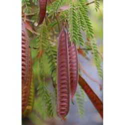 AKACJA KATECHU Acacia catechu