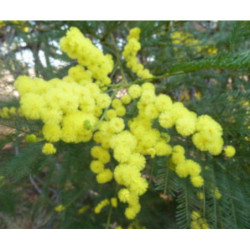 AKACJA SREBRZYSTA Acacia dealbata