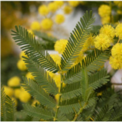 AKACJA SREBRZYSTA Acacia dealbata