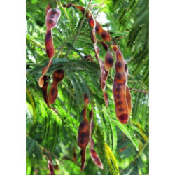 AKACJA SREBRZYSTA Acacia dealbata