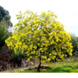 AKACJA SREBRZYSTA Acacia dealbata