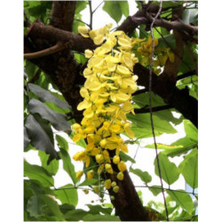 AKACJA RDZAWA Senegalia ferruginea