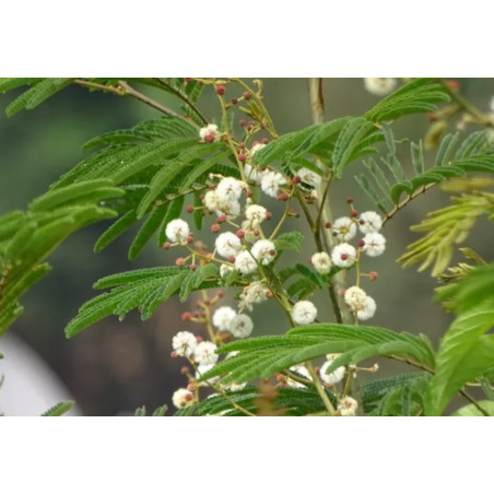 AKACJA LEUCOPHLOEA Acacia leucophloea