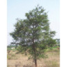 AKACJA LEUCOPHLOEA Acacia leucophloea