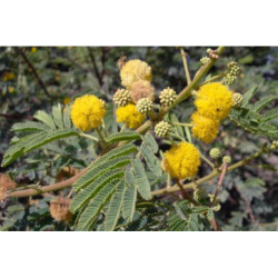 AKACJA NILOTICA Akacia Nilotica