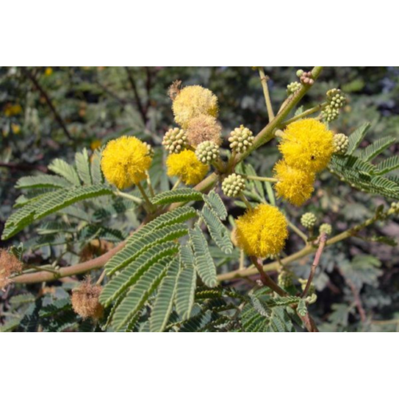 AKACJA NILOTICA Akacia Nilotica