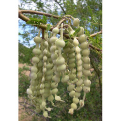 AKACJA NILOTICA Akacia Nilotica