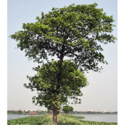 KADAMBA Neolamarckia cadamba