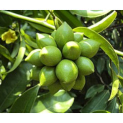 BHANDARI Artabotrys hexapetalus