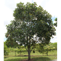 CHLEBOWIEC RÓŻNOLISTNY Artocarpus heterophyllus