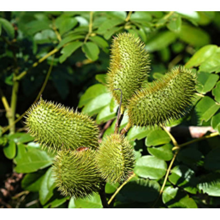ORZECH KNICKER Caesalpinia bonduc