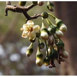 PUCHOWIEC PIĘCIOPRĘCIKOWY Ceiba pentandra