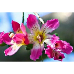 PUCHOWIEC WSPANIAŁY Chorisia speciosa