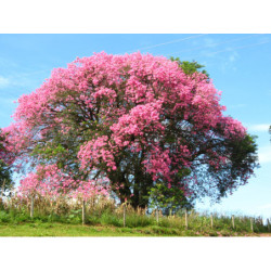 PUCHOWIEC WSPANIAŁY Chorisia speciosa