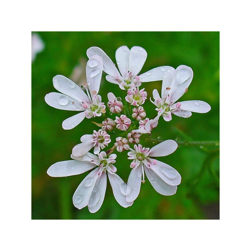 KOLENDRA SIEWNA Coriandrum sativum