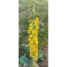 KROTOLARIA RÓZGOWATA Crotalaria juncea
