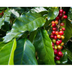 KAWA ARABSKA  Coffea arabica