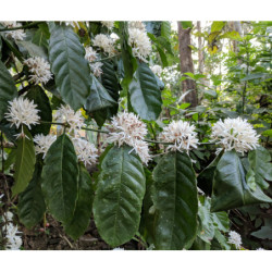 KAWA ARABSKA  Coffea arabica