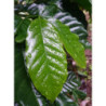 KAWA ARABSKA  Coffea arabica