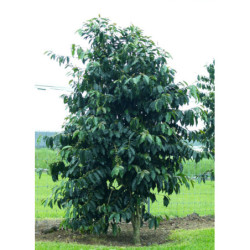 KAWA ARABSKA  Coffea arabica