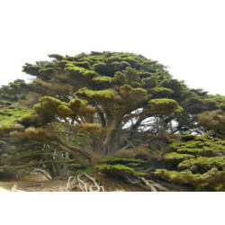 CYPRYS WIELKOSZYSZKOWY "Gold Crest" Cupressus macrocarpa