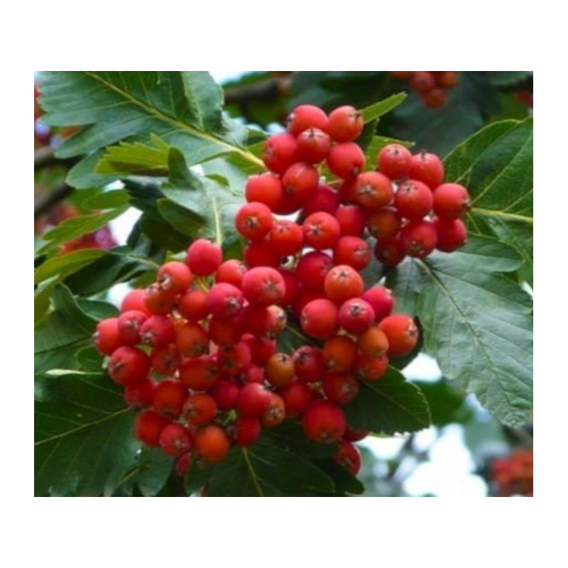 JARZĄB SZWEDZKI Sorbus intermedia