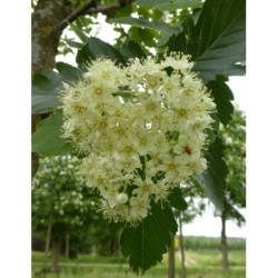 JARZĄB SZWEDZKI Sorbus intermedia