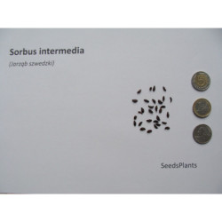 JARZĄB SZWEDZKI Sorbus intermedia