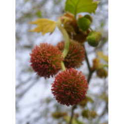 PLATAN KLONOLISTNY Platanus acerifolia