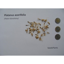 PLATAN KLONOLISTNY Platanus acerifolia