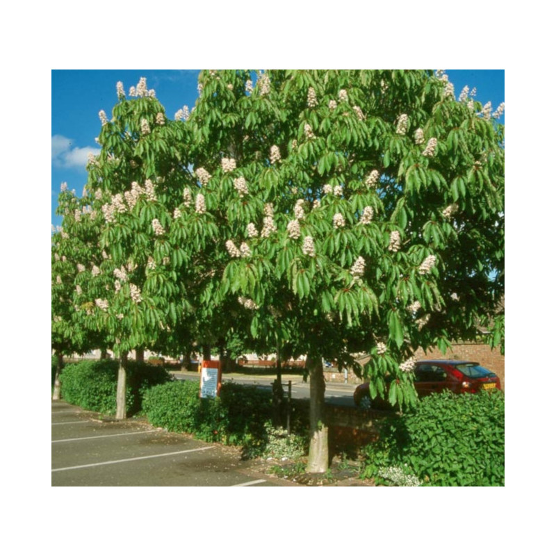 KASZTANOWIEC INDYJSKI Aesculus indica