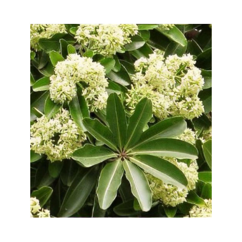 ALSTONIA SZKOLNA Alstonia scholaris