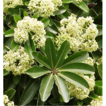 ALSTONIA SZKOLNA Alstonia scholaris