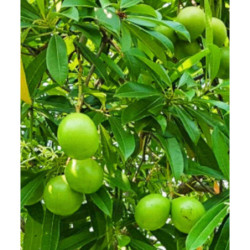 ALSTONIA SZKOLNA Alstonia scholaris