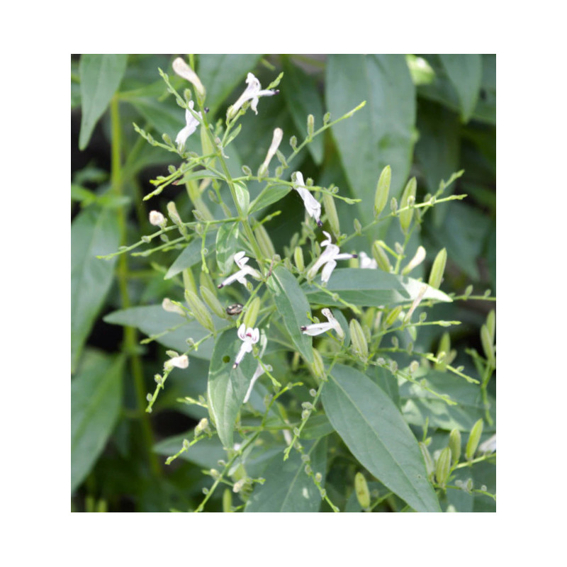  BRODZIUSZKA WIECHOWATA Andrographis paniculata