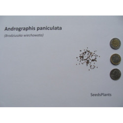  BRODZIUSZKA WIECHOWATA Andrographis paniculata