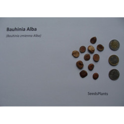 BAUHINIA ZMIENNA ALBA Bauhinia Alba