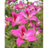 BAUHINIA PURPUROWA Bauhinia Purpurea