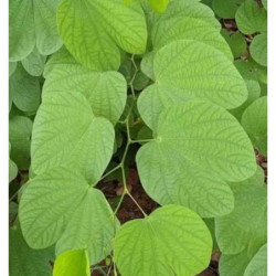 BAUHINIA PURPUROWA Bauhinia Purpurea