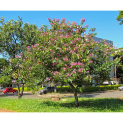 BAUHINIA PURPUROWA Bauhinia Purpurea