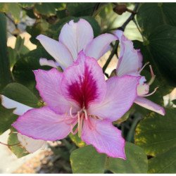BAUHINIA ZMIENNA Bauhinia variegata