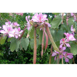 BAUHINIA ZMIENNA Bauhinia variegata