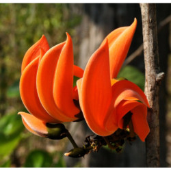  BUTEA MONOSPERMA Butea monosperma
