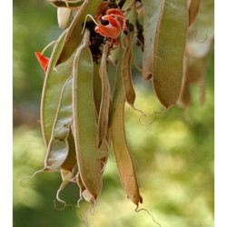  BUTEA MONOSPERMA Butea monosperma