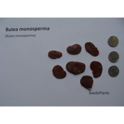 BUTEA MONOSPERMA Butea monosperma